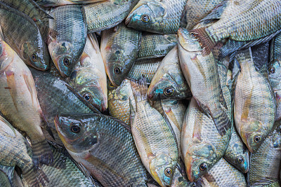 tilapia