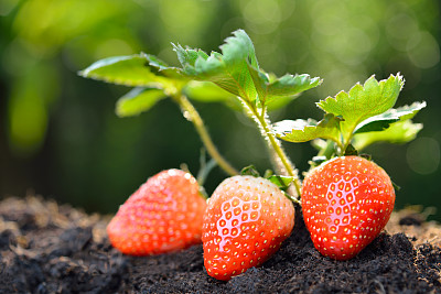 草莓育苗