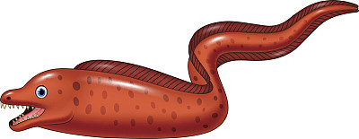 moray