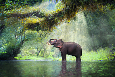 siam
