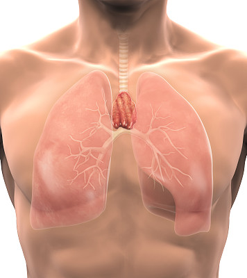 thymus