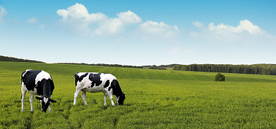 cattle