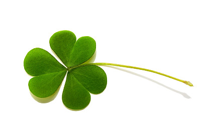 shamrock