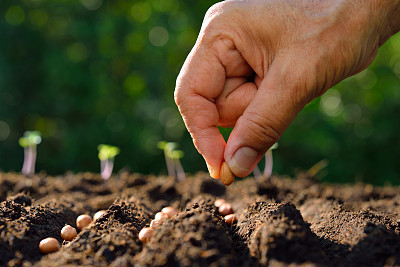 seed