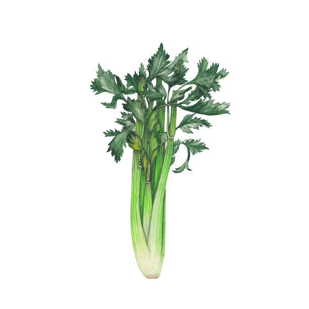 celery