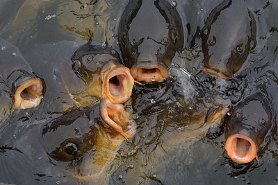 锦鲤鱼池塘鱼群
