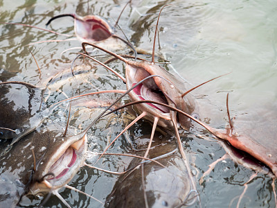 catfish