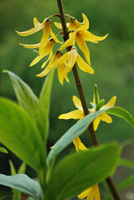 forsythia