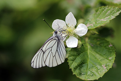 pieris