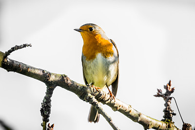 robin