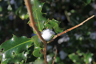 holly