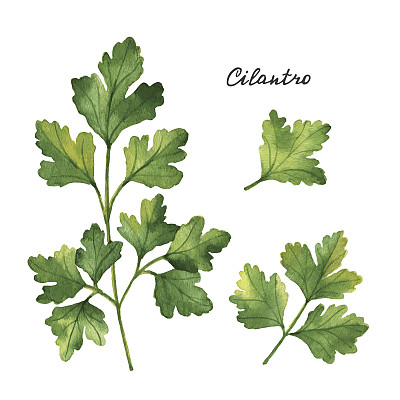 cilantro