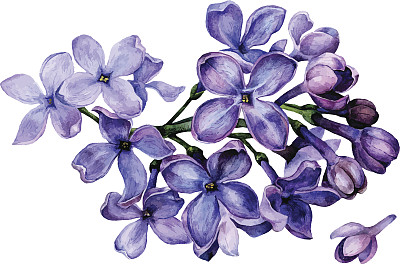 lilac
