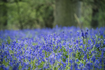 hyacinthoides