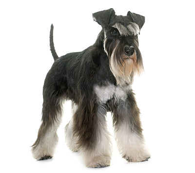 schnauzer