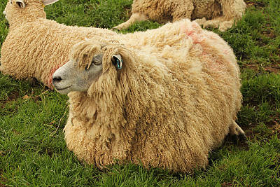 科茨沃尔德绵羊