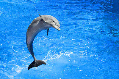leaping