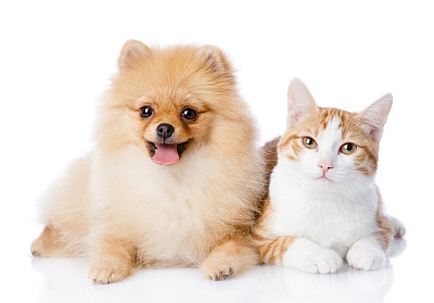 pet