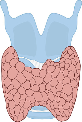 甲状腺