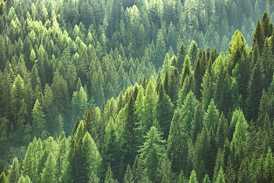 fir