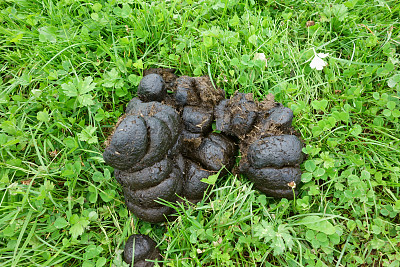 poo