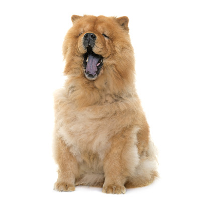 chow
