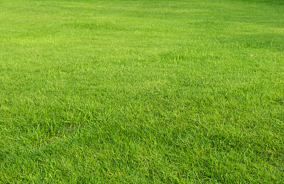 meadow