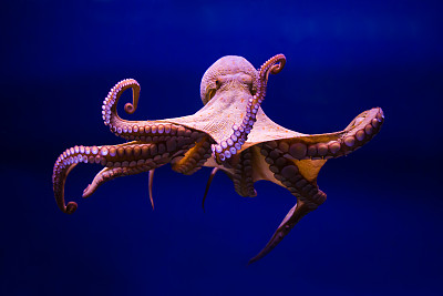 mollusk