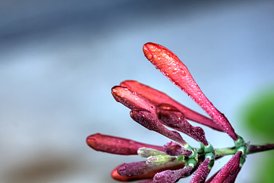 金银花人物