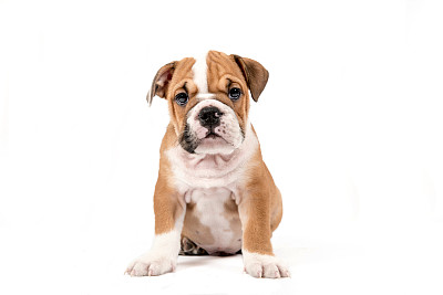 puppy
