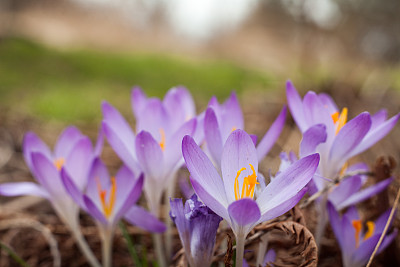 saffron