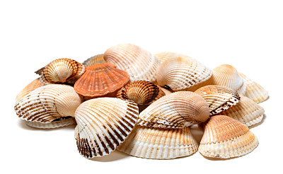 seashell