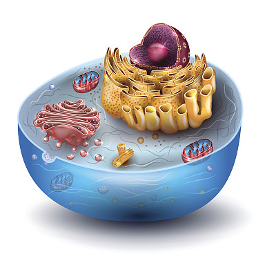 cell