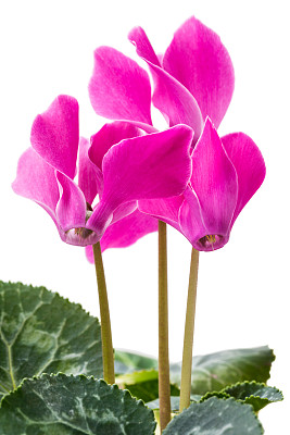 cyclamen