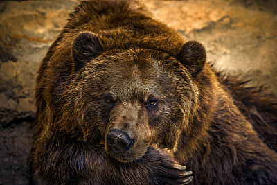ursus