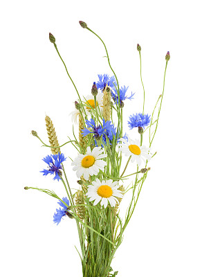 wildflower