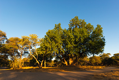 马蓬古布韦国家公园