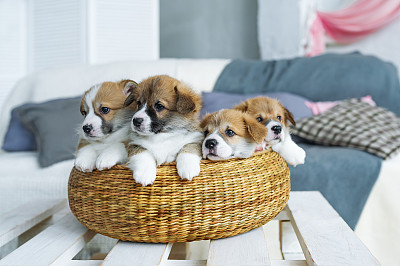 puppy