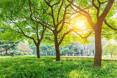 全国生态日背景