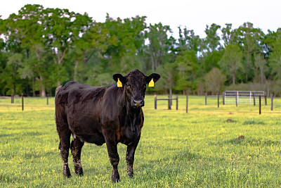 angus