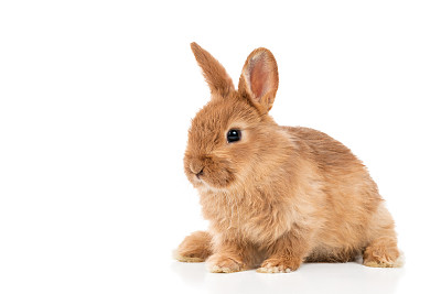 bunny
