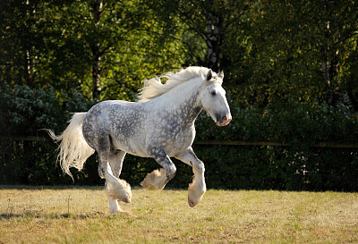 灰色斑纹马