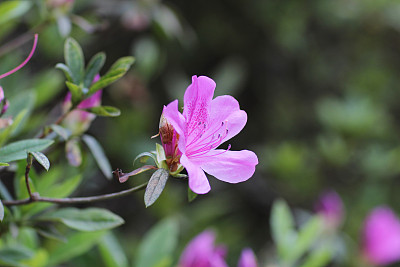 杜鹃花