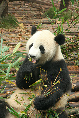 大熊猫与美食