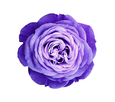 白紫花