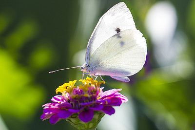 pieris