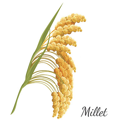 millet
