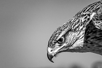 hawk