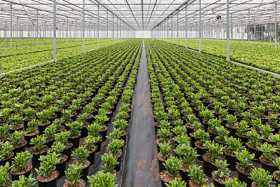 greenhouse