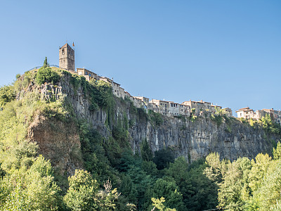 山毛榉树